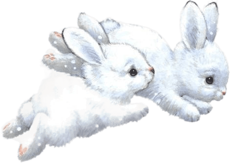 rabbits