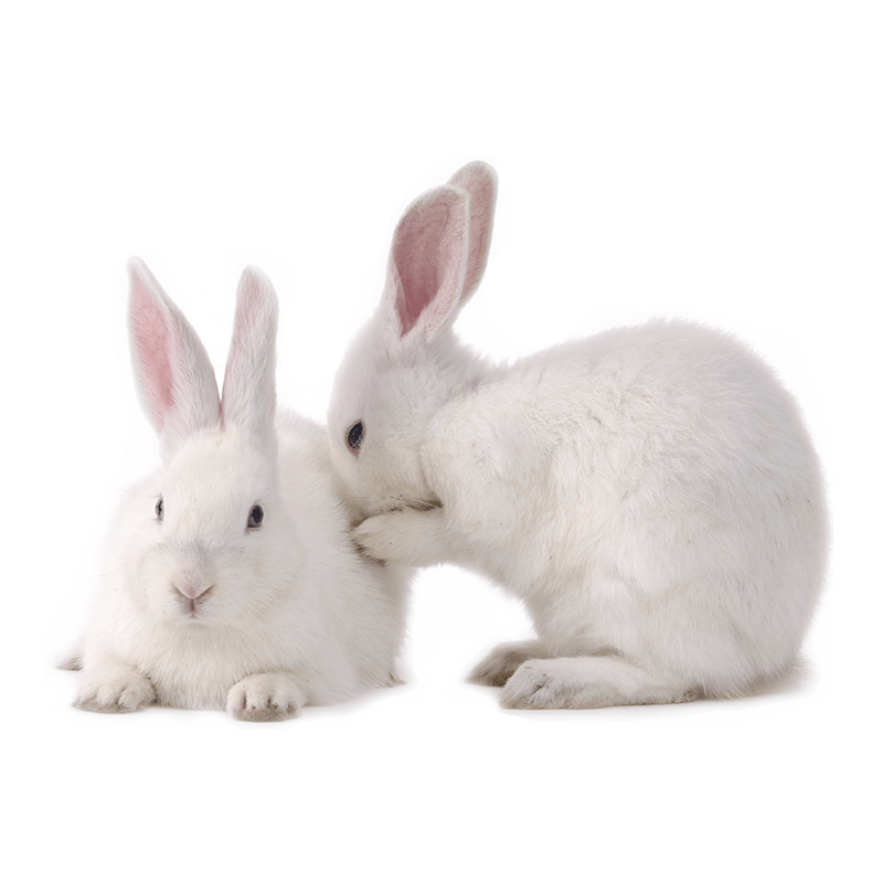 whispering rabbits